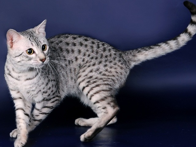 Породы кошек в Верхнем Тагиле | ЗооТом портал о животных
