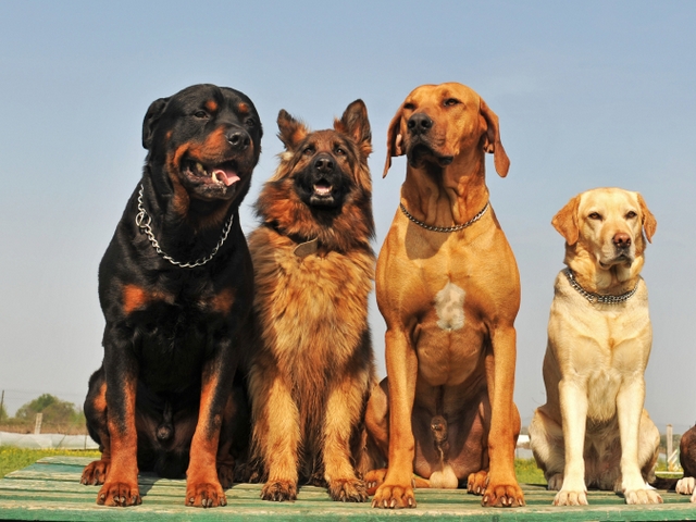 Крупные породы собак в Верхнем Тагиле | ЗооТом портал о животных